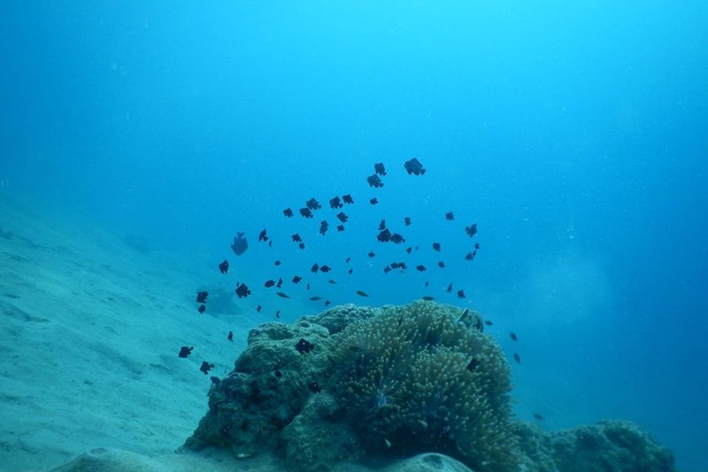Rescue Diver